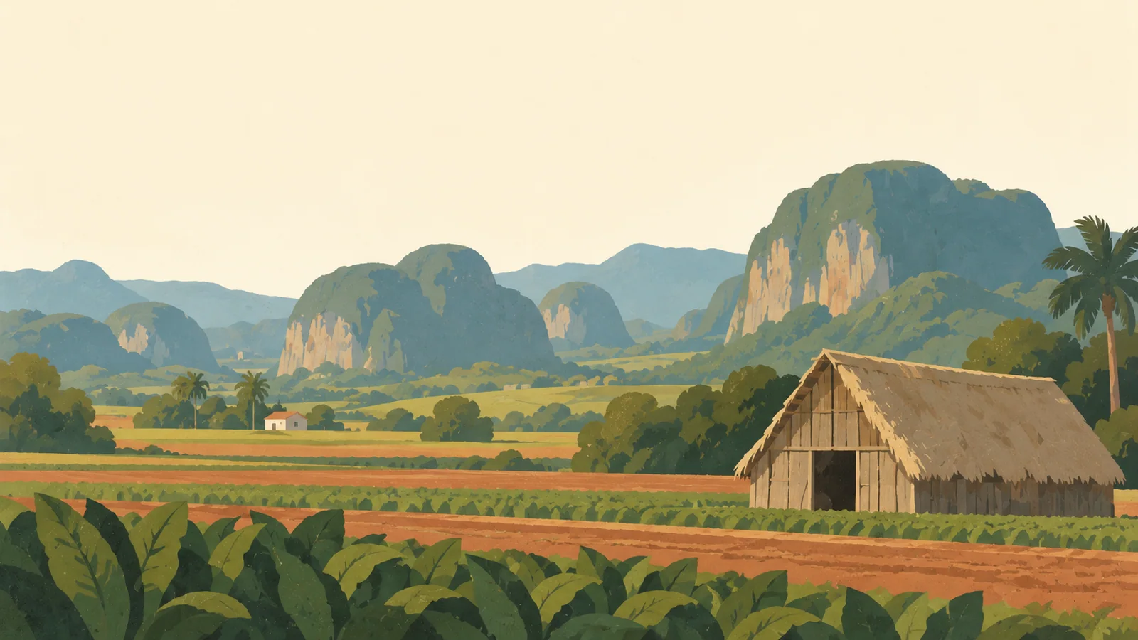 Flat gouache illustration of Viñales: Viñales' rounded limestone mogotes beyond a small tobacco drying barn and broad planted field bands.